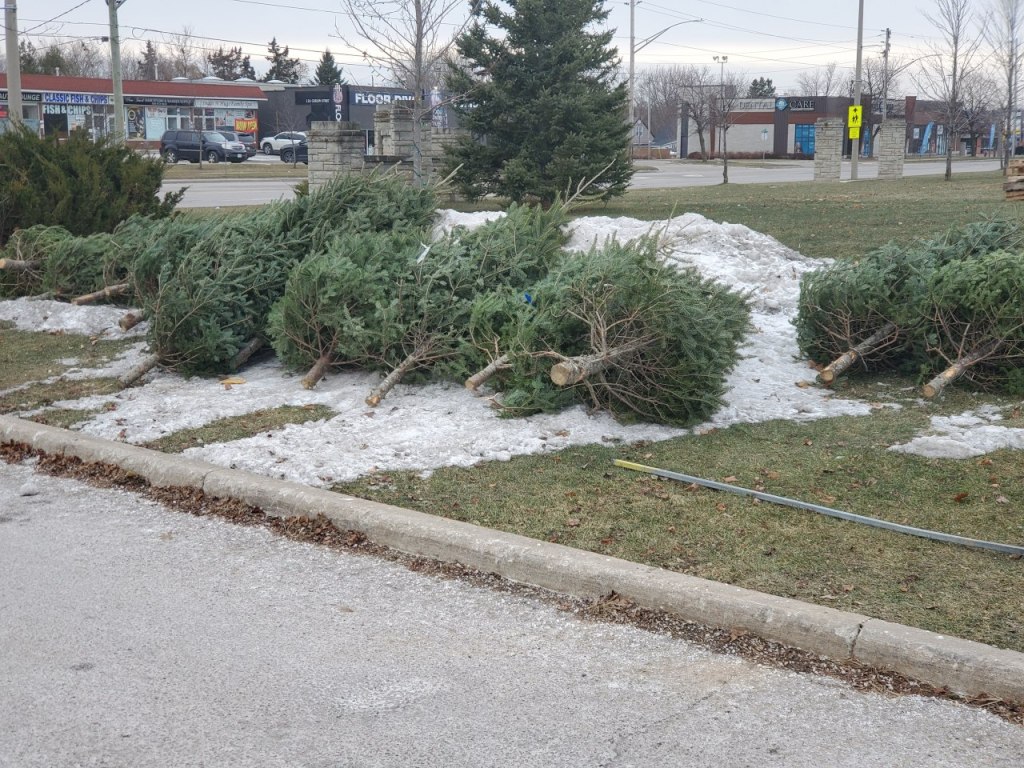 2024 Christmas Trees&nbsp;Recap